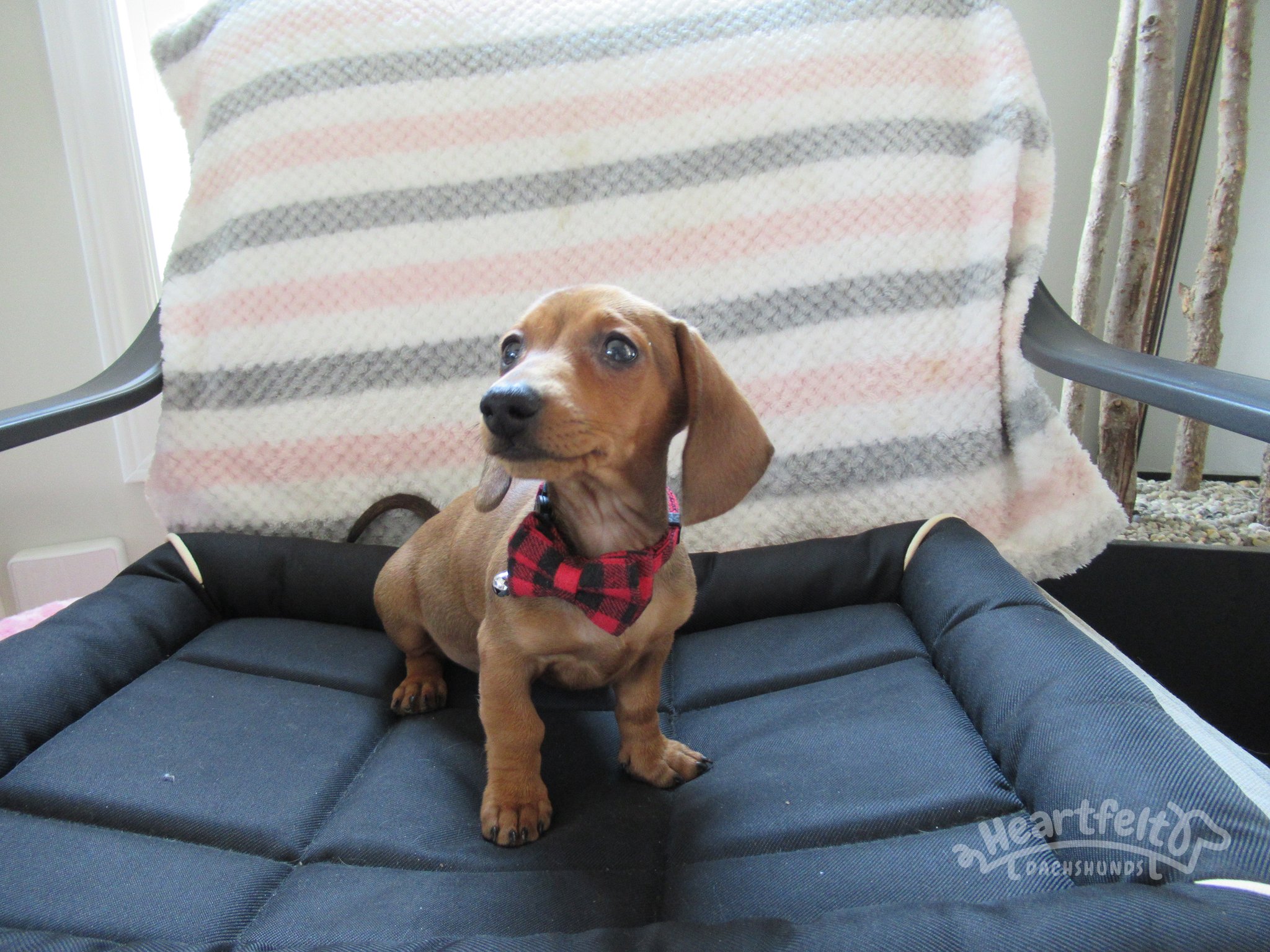 smooth red male | Dogs | Heartfelt Dachshunds
